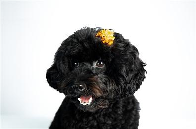 TGA：多人游戏《Rumbleverse》预告公布 明年上线